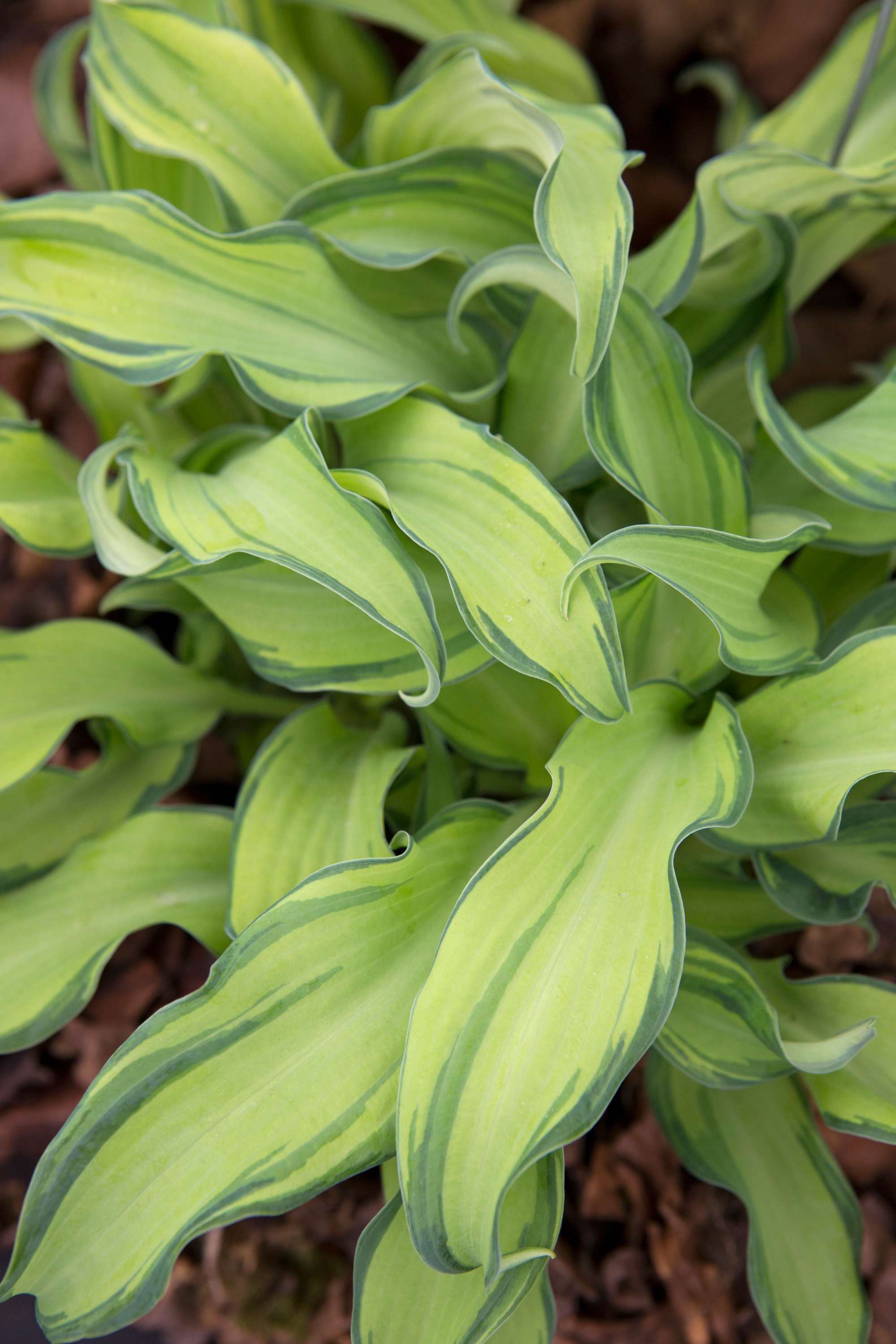 Funkia 'Gravity Rocks'